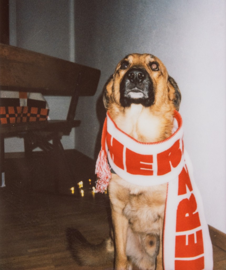 Hund mit Herzbube-Schal